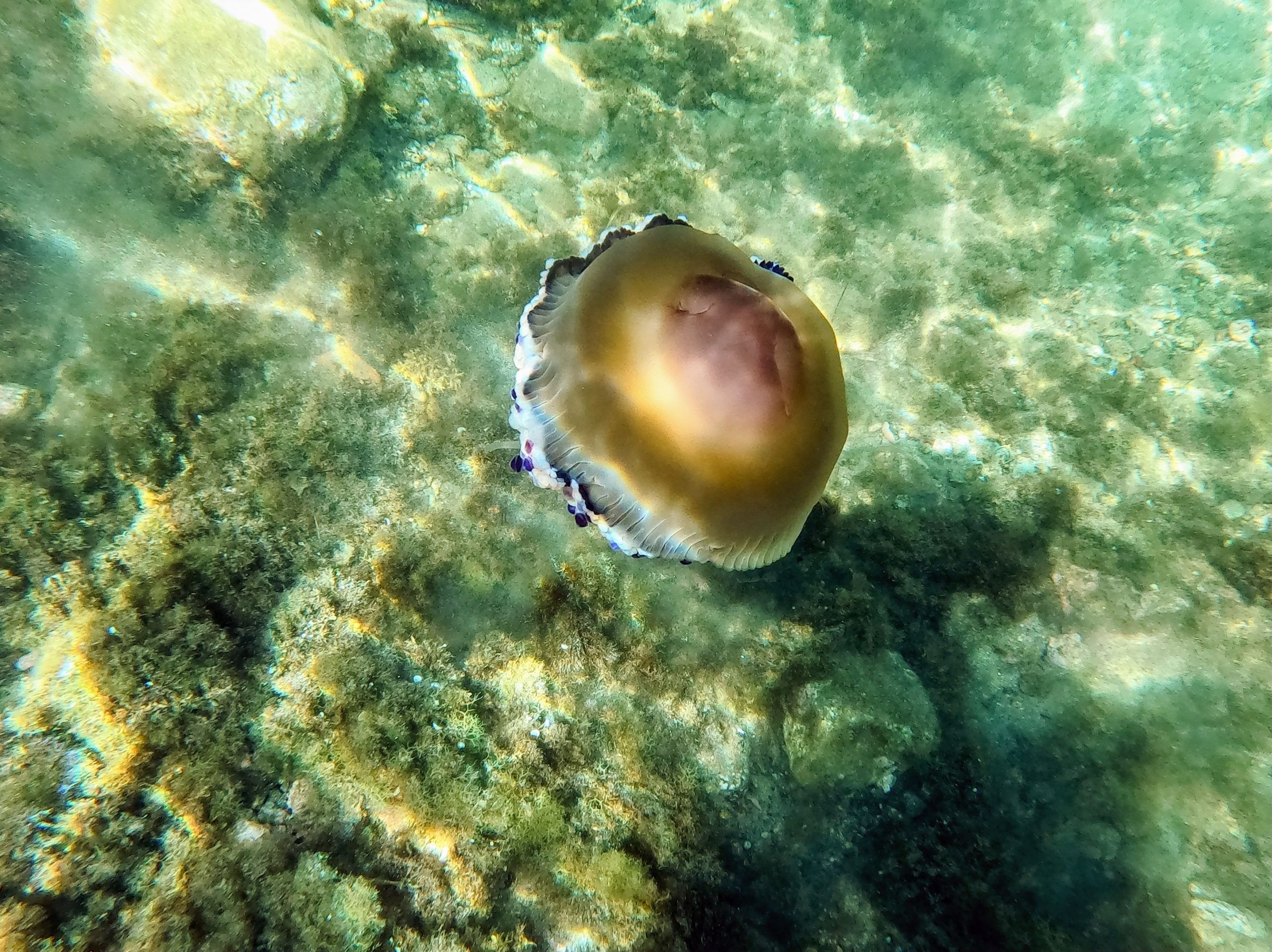 snorkel costa brava, snorkel platja d'aro, excursión snorkel costa brava