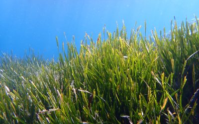 La Posidònia oceànica: el tresor verd de la Mediterrània